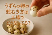 うずらの卵の殻のむき方は工場だとどう違う？きれいにむく工夫を解説