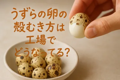 うずらの卵の殻のむき方は工場だとどう違う？きれいにむく工夫を解説